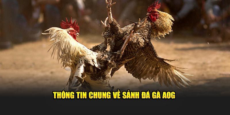 Khái quát nội dung thông tin về sảnh đá gà OK9