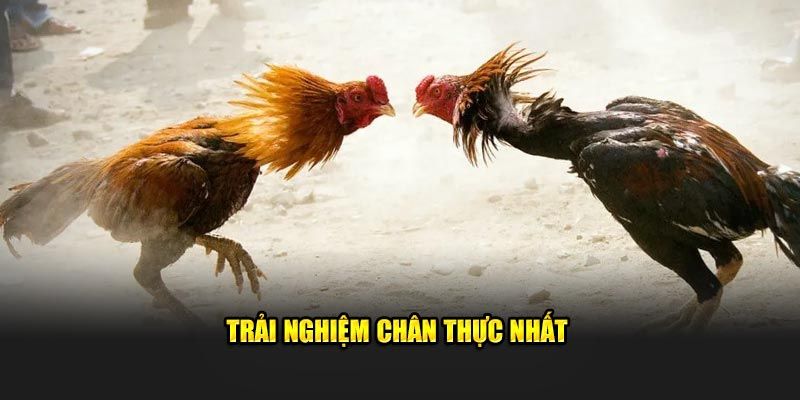 Những ưu điểm nổi bật có ở sảnh đá gà tại nhà cái OK9