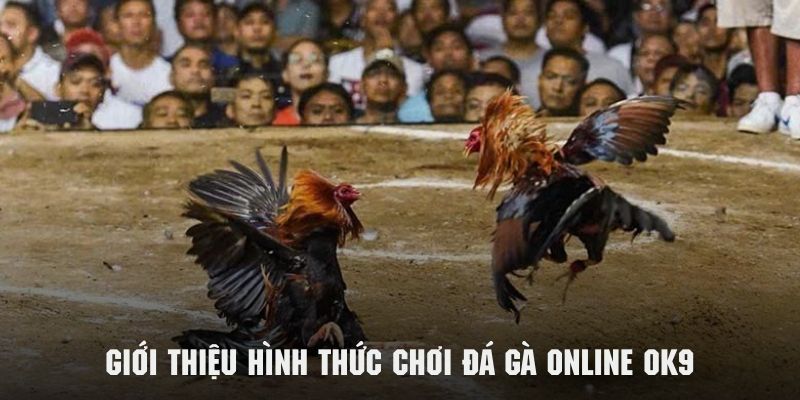 Giới thiệu sơ lược về hình thức chơi đá gà online OK9 cực hấp dẫn