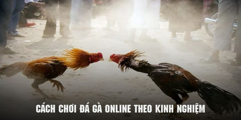 Cách chơi đá gà online từ chiến thuật của cao thủ