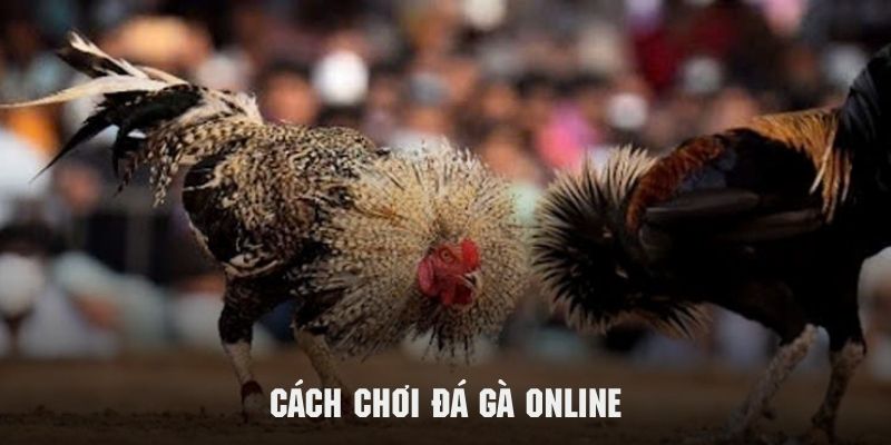 cách chơi đá gà online