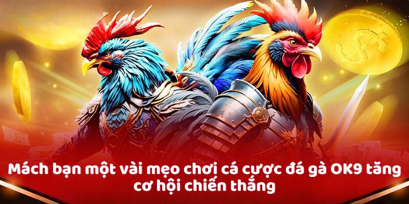 Mách bạn một vài mẹo chơi cá cược đá gà OK9 tăng cơ hội chiến thắng